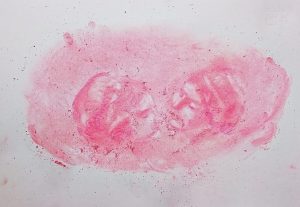 Elisa Filomena - Cupido, pastelli su carta, 24x33cm, 2020